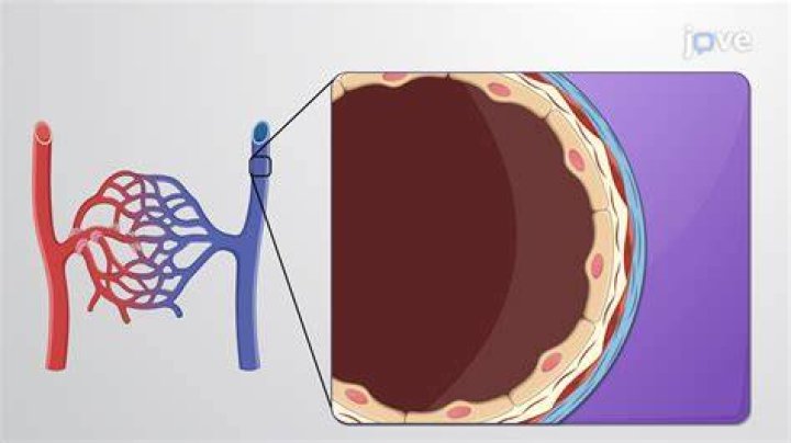 Where is pericytic venules?