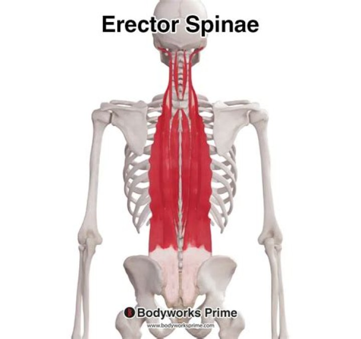 Where is the erector spinae muscle located?