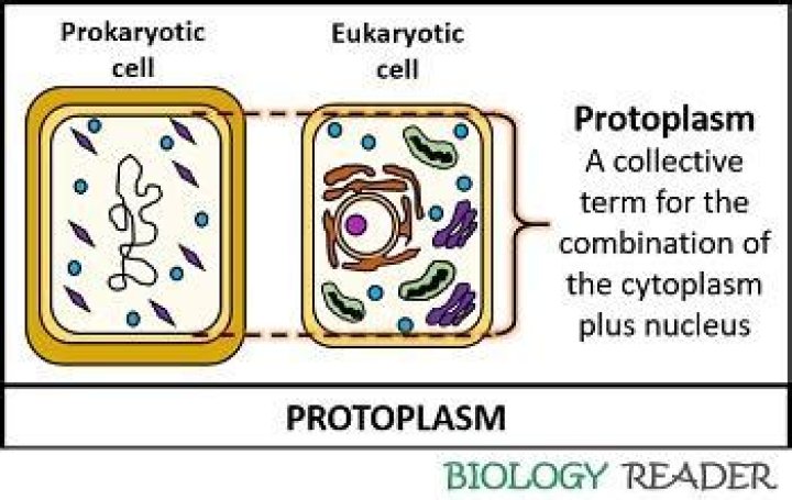 Where protoplasm is found?