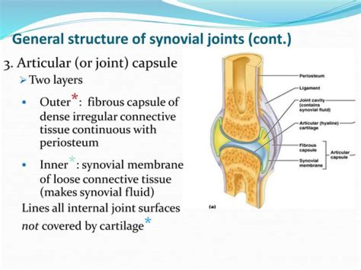 Where synovial joints in the human body?
