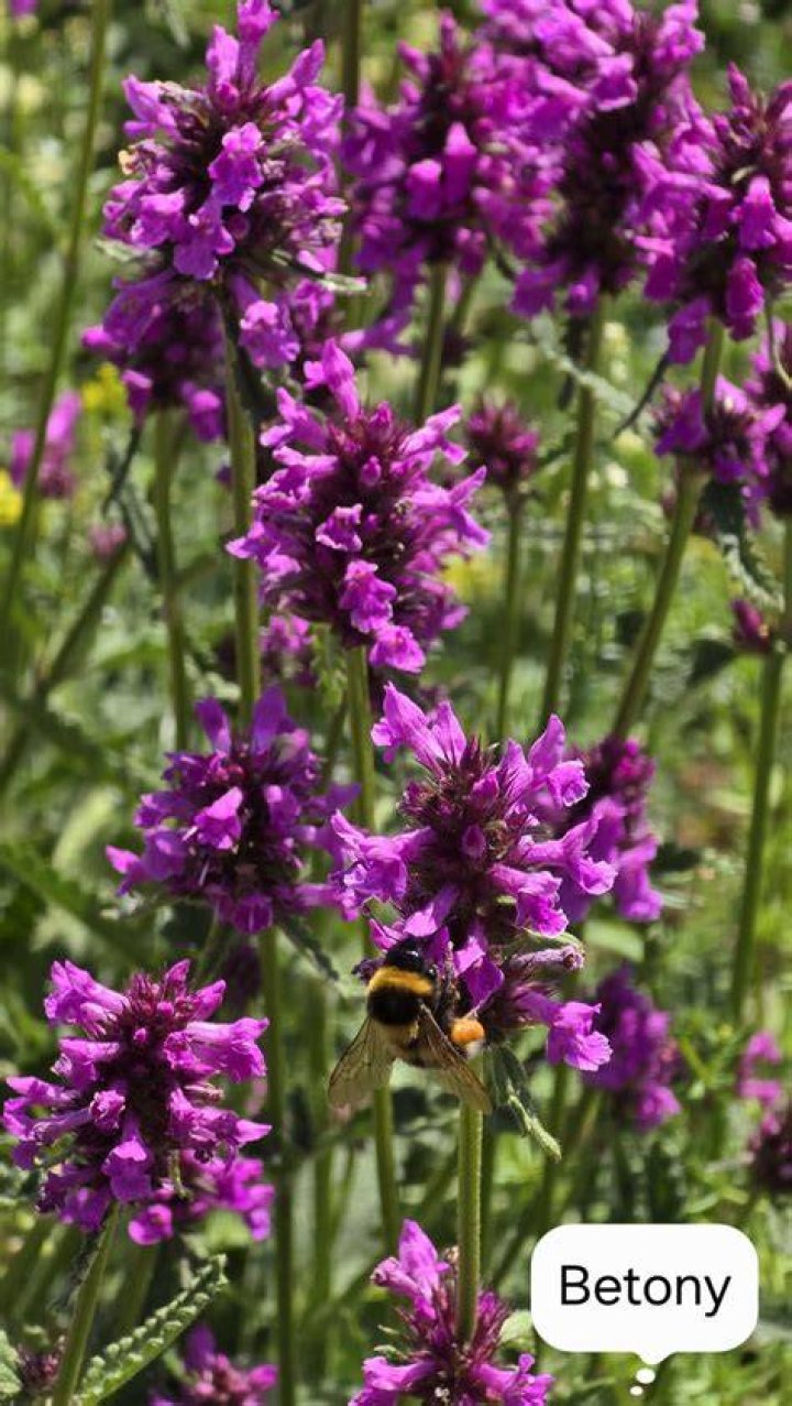 Where to plant betony?