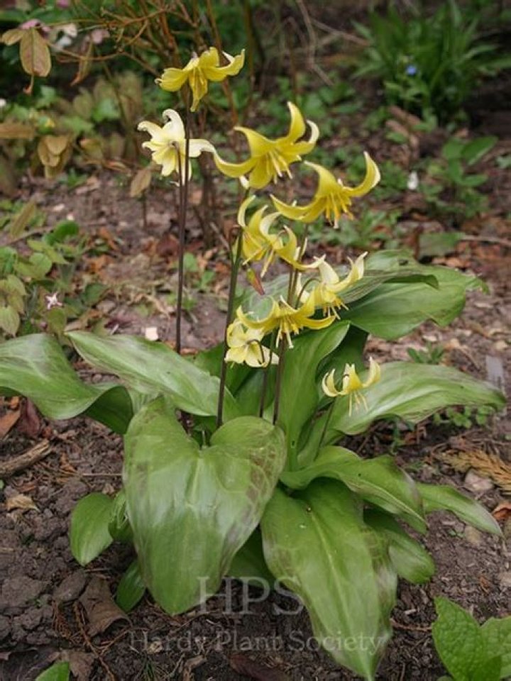 Where to plant erythronium pagoda?