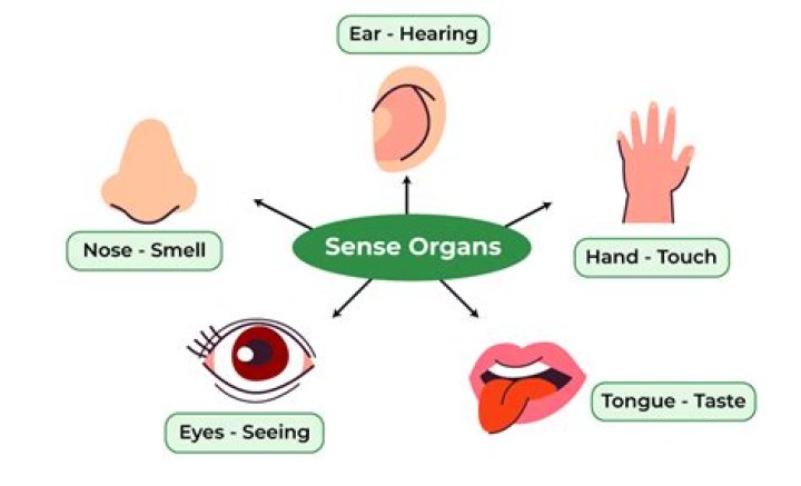 Which are the 5 senses in human body?