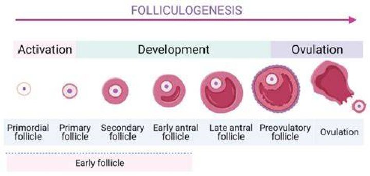 Which follicle releases the egg?