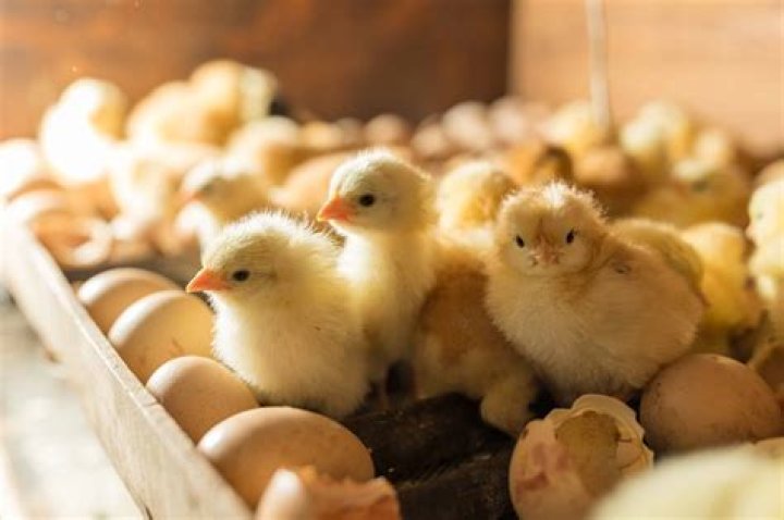 Which hatchery is the best in nigeria?