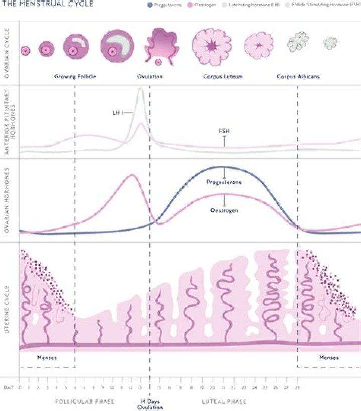 Which hormone thickens the lining of the uterus?