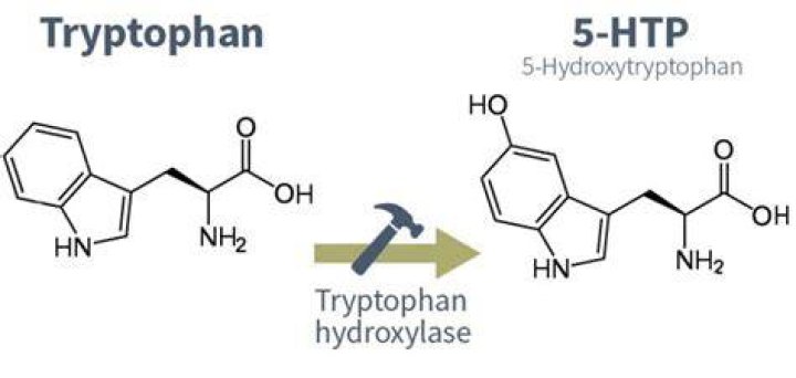 Which is better tryptophan or 5 htp?
