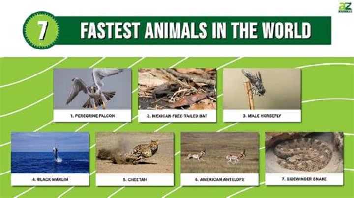 Which is the brilliant animal in the world?