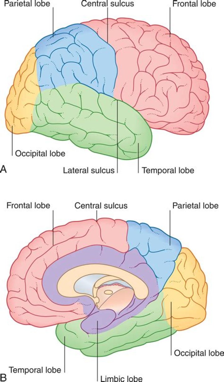 Which lobes) are completely anterior to the central sulcus?