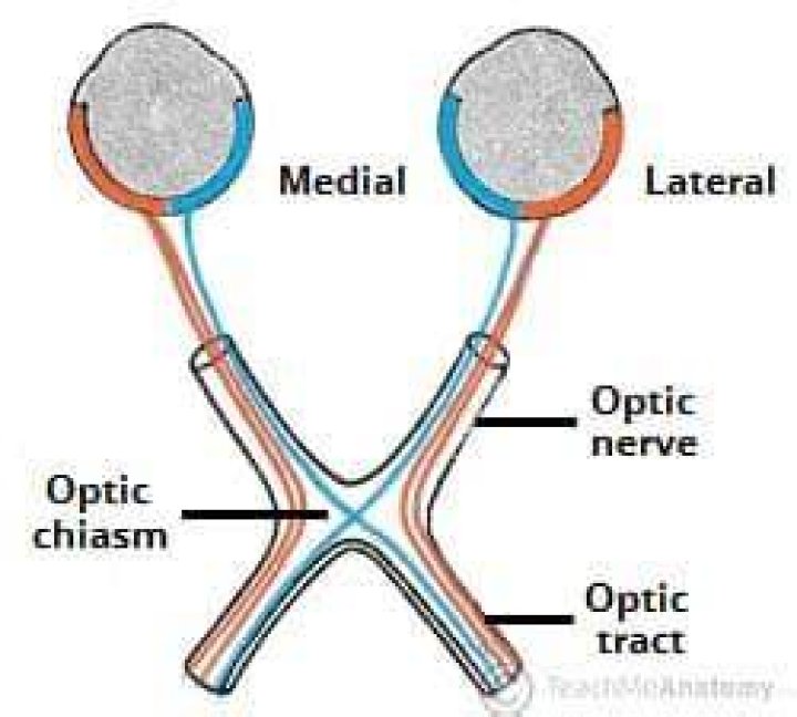 Which nerve fibers cross in the optic chiasm quizlet?