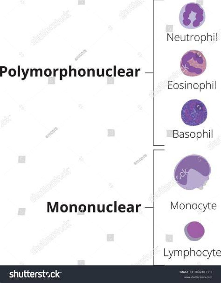 Which of the following are polymorphonuclear leukocytes?