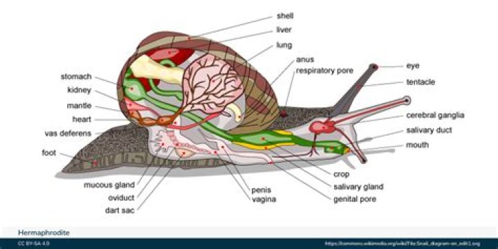 Which of the following is a hermaphrodite animal?