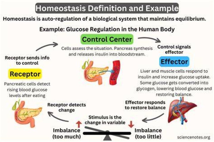 Which of the following is true when the body is under homeostasis?