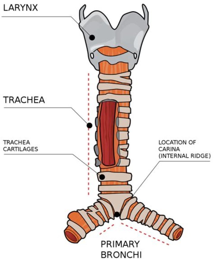 Which of the following prevents collapsing of trachea?