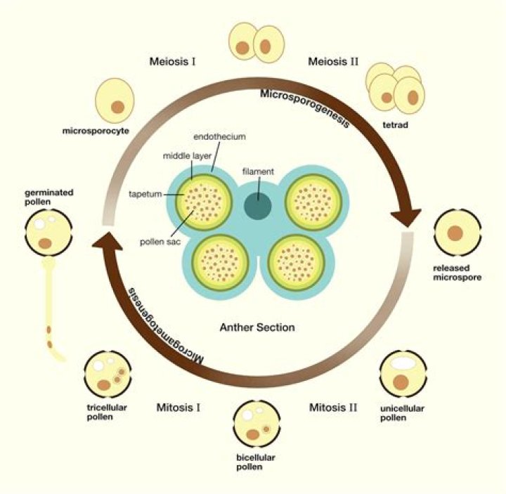 Which one of the following is surrounded by a callose wall?