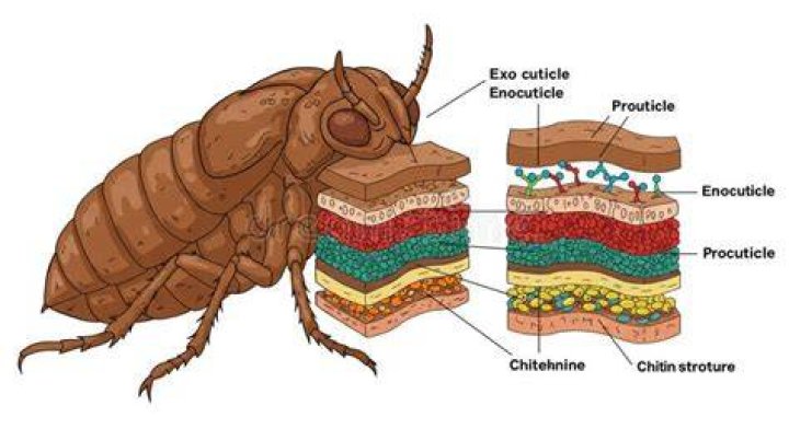Which polysaccharide is present in the exoskeleton of insects?