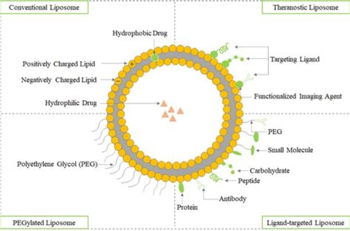 Which type of drug can be incorporated in liposome?