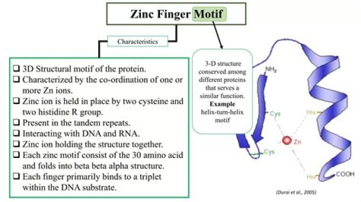 Who discovered zinc finger nucleases?