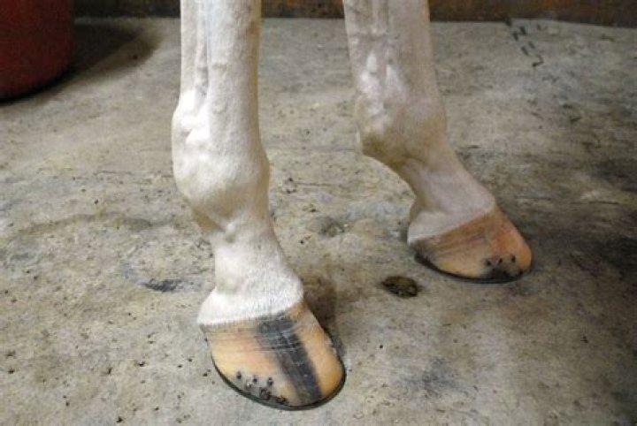 Why are my horses fetlocks swollen?