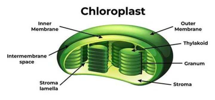 Why chloroplast is known as semi autonomous organelle?