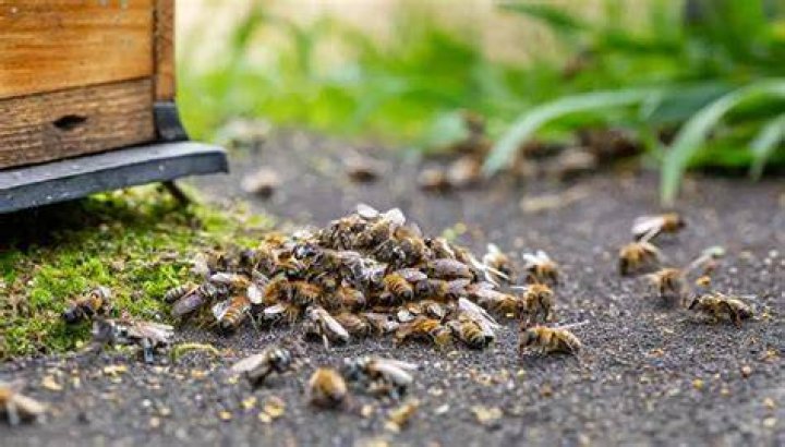 Why do bees keep dying?