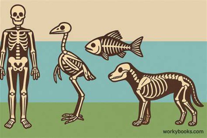Why do endoskeletons have?