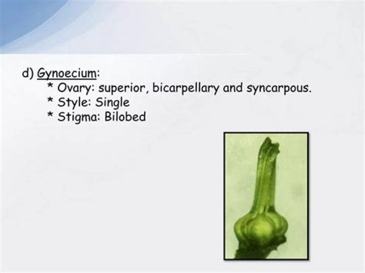 Why is the gynoecium of tomato described as syncarpous?