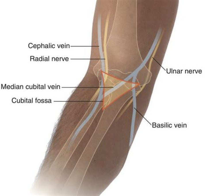 Why the median cubital vein is the first choice for venipuncture?