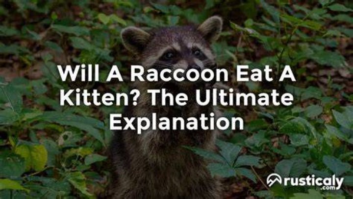 Will a raccoon eat a kitten?