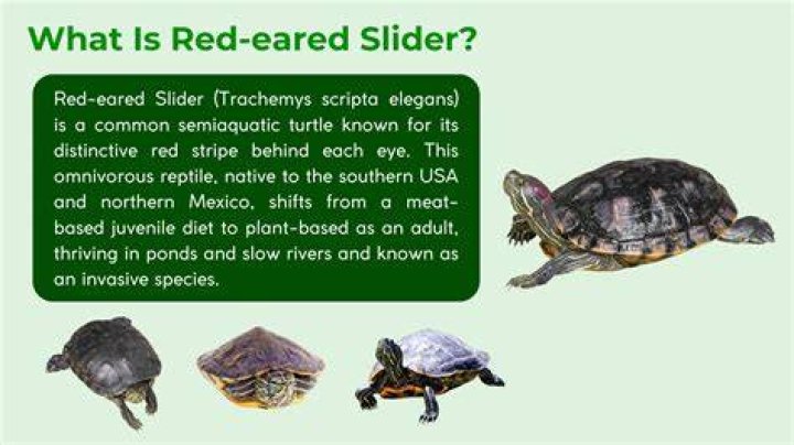 Will a red eared slider bite?