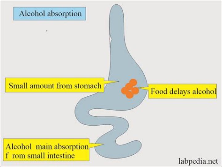 Will anything slow the absorption of alcohol?