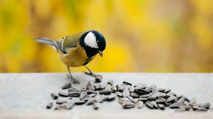 Will birds eat poppy seed?