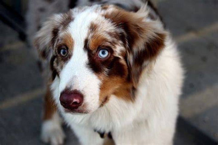 Will dogs with blue eyes go blind?