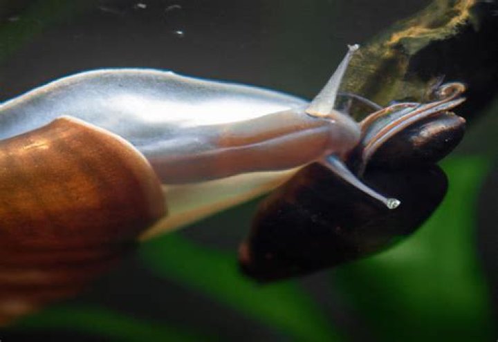 Will gouramis eat snails?