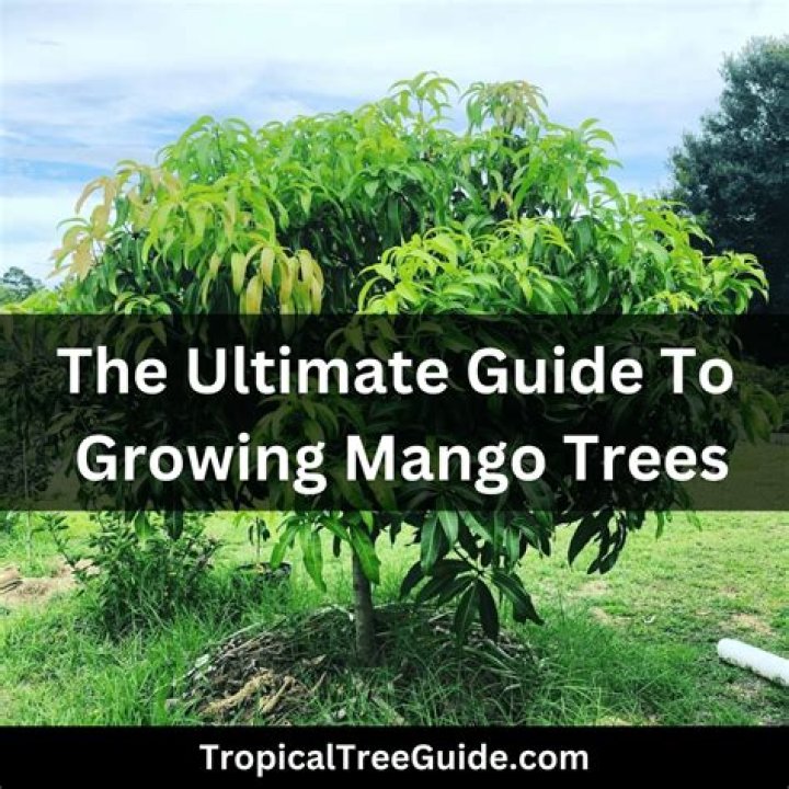 Will mangoes grow in louisiana?