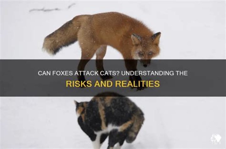Would foxes attack cats?