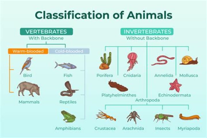 Would mules be classified as a species?